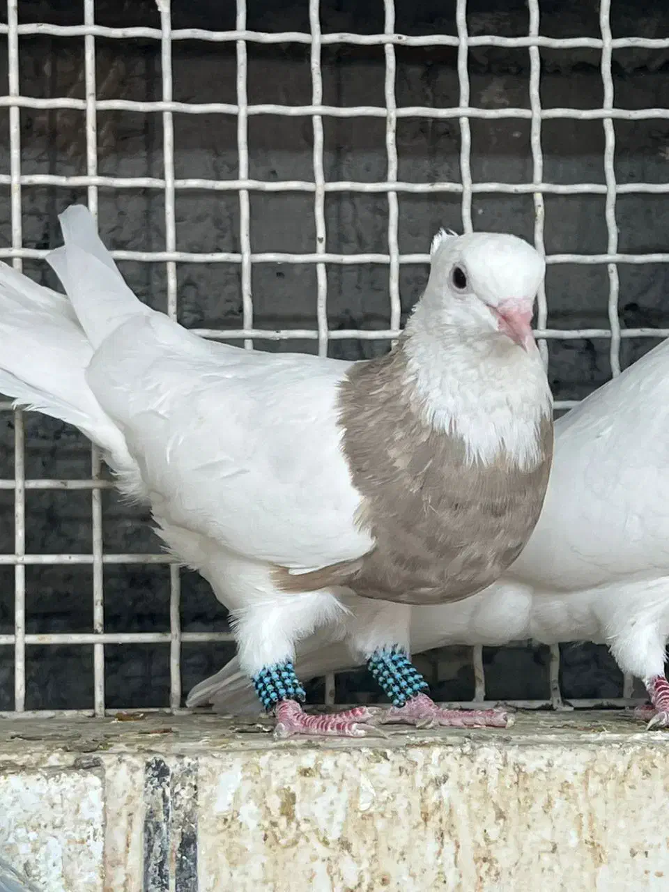 طوقی عروسک|پرنده|آبادان, |دیوار