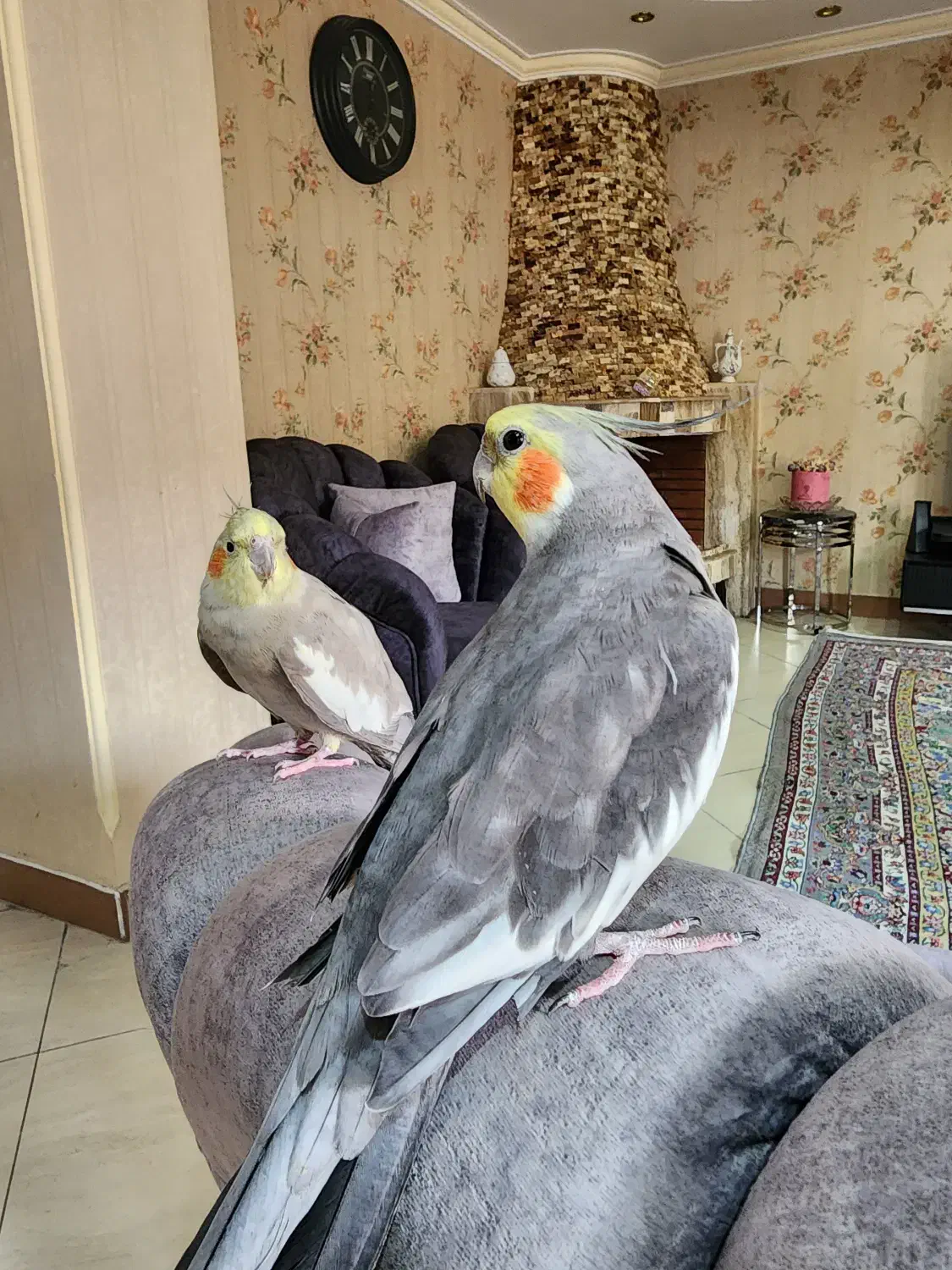 عروس هلندی|پرنده|رشت, رودباری|دیوار