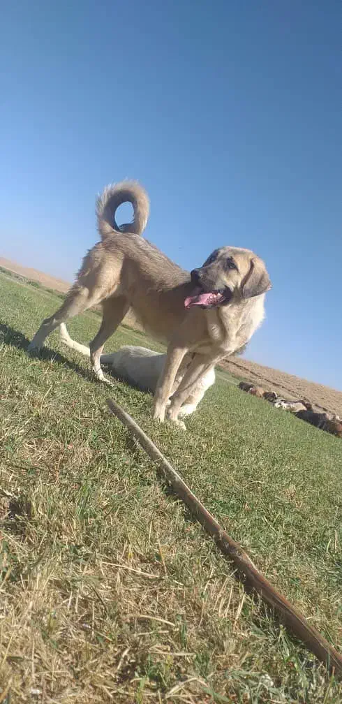 پژدر ۹ماهه|سگ|قروه, |دیوار