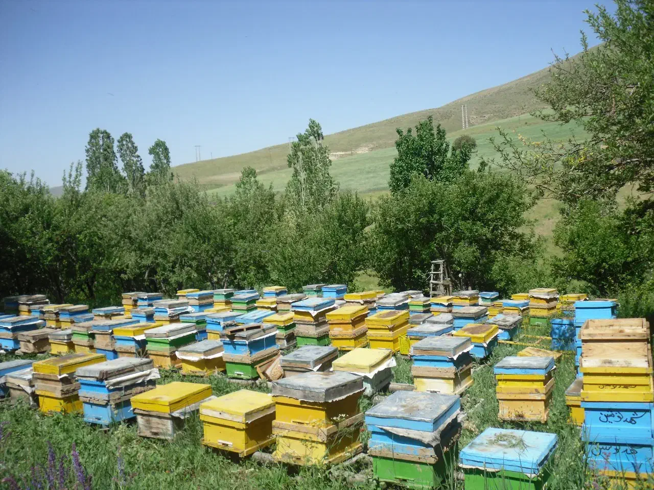 عسل تازه خلخال(برداشت پائیز ۱۴۰۴)|خوردنی و آشامیدنی|رشت, باهنر|دیوار