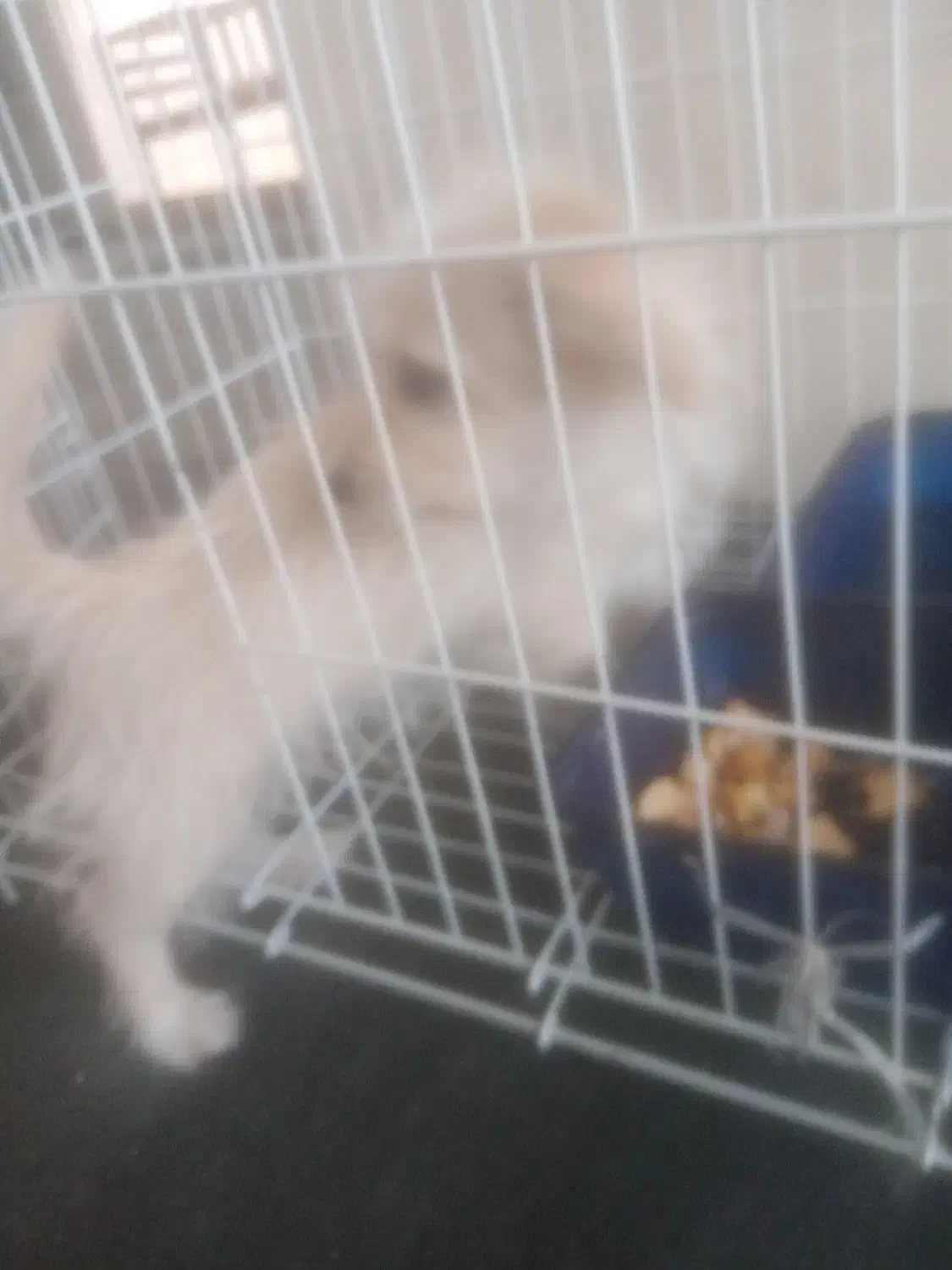 سگ تریر|سگ|شیراز, شهرک ترکان|دیوار