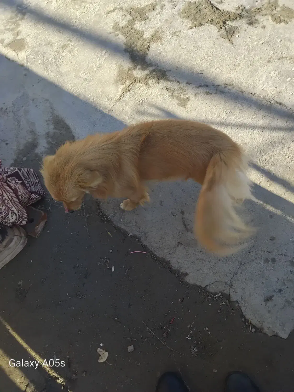 سگ پاکوتاه خانگی|سگ|ماکو, |دیوار