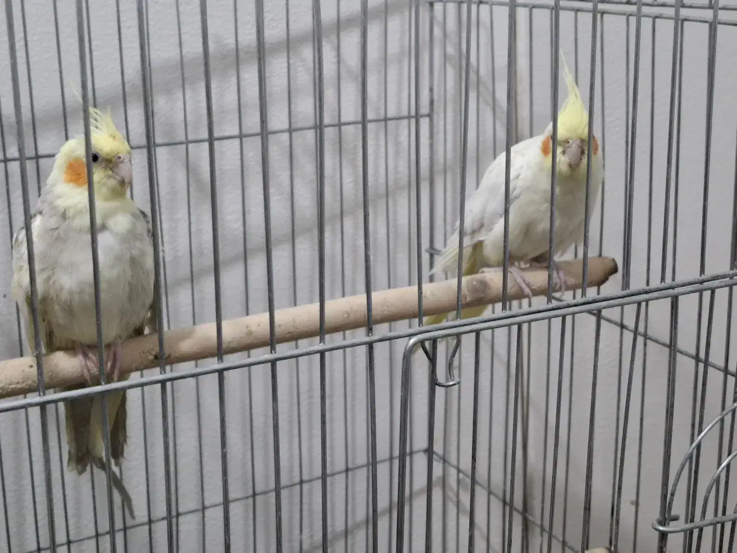 فروش عروس هلندی مولد|پرنده|فردیس, فردیس|دیوار