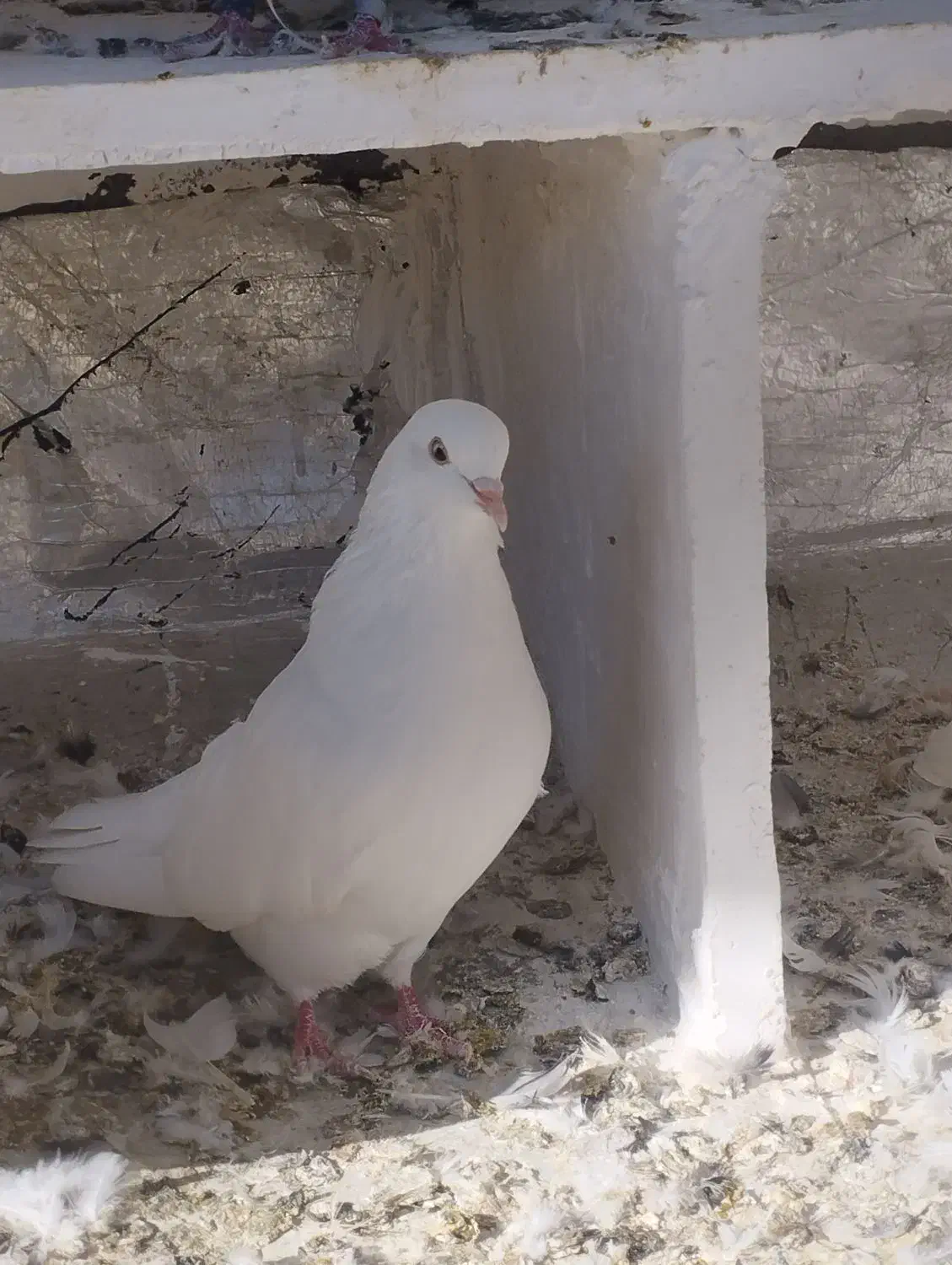 یک عدد ماده سفید مخصوص جفت گاه|پرنده|رامیان, |دیوار