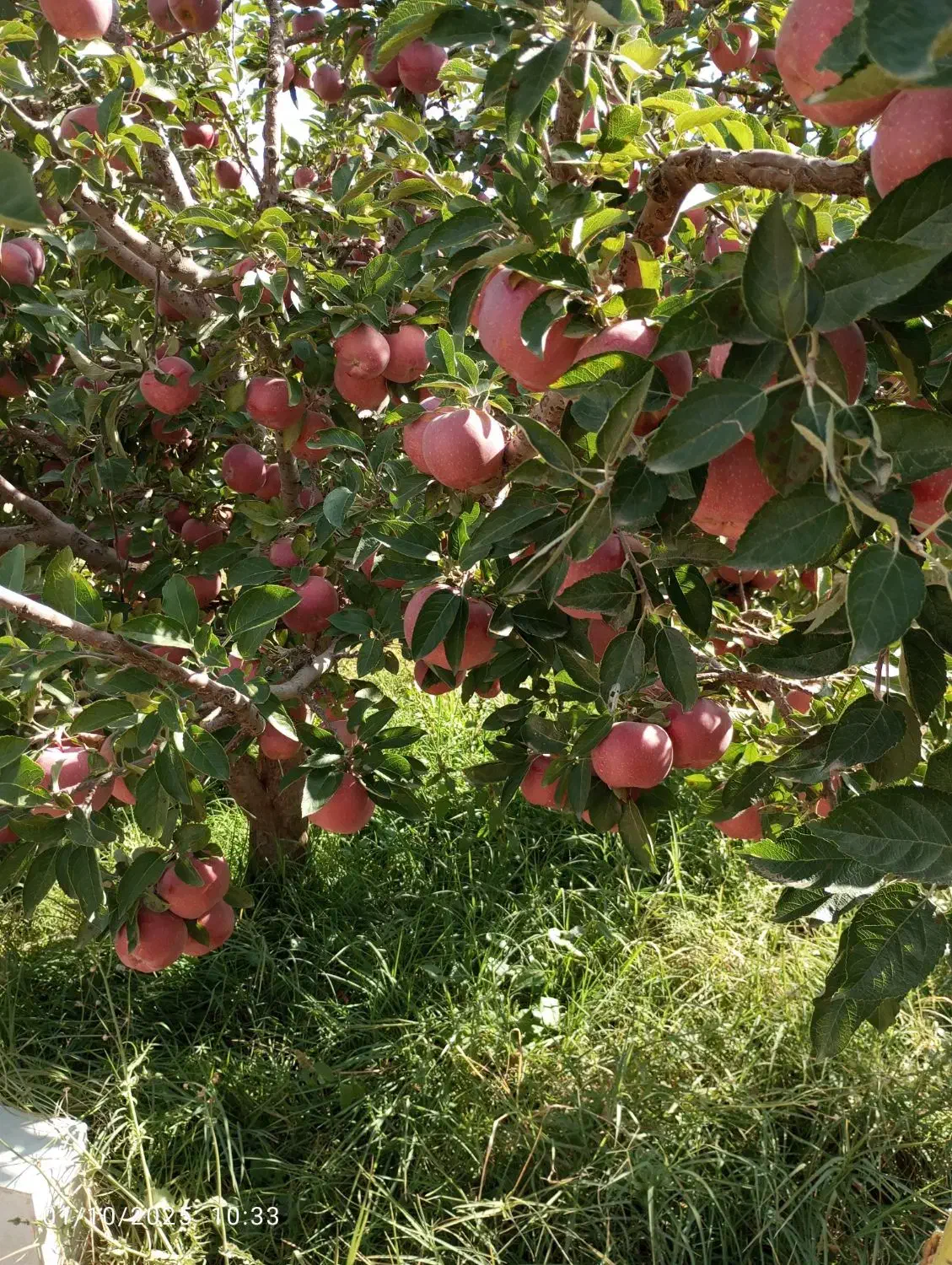 خریدار سیب رو درخت و جعبه|خدمات باغبانی و درختکاری|اهر, |دیوار