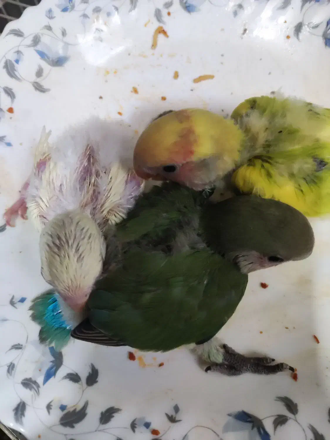 کوتوله برزیلی|پرنده|جهرم, |دیوار