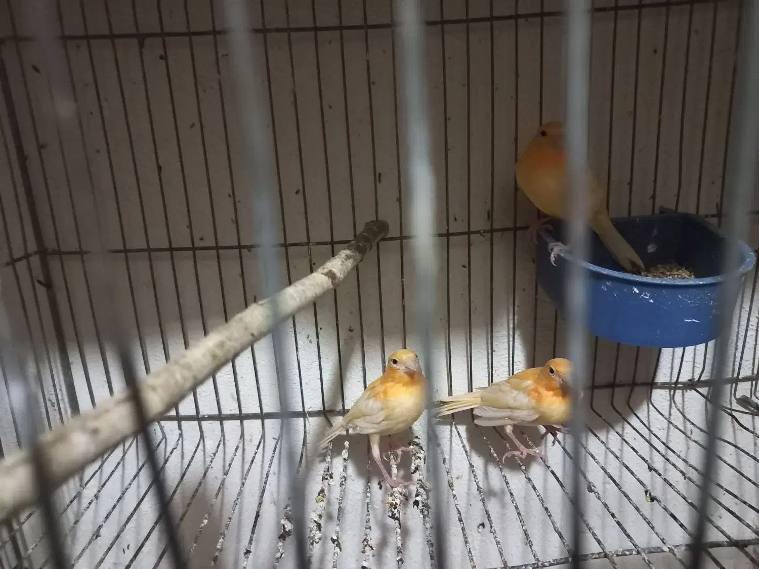 قناری سرخ|پرنده|مبارکه, |دیوار