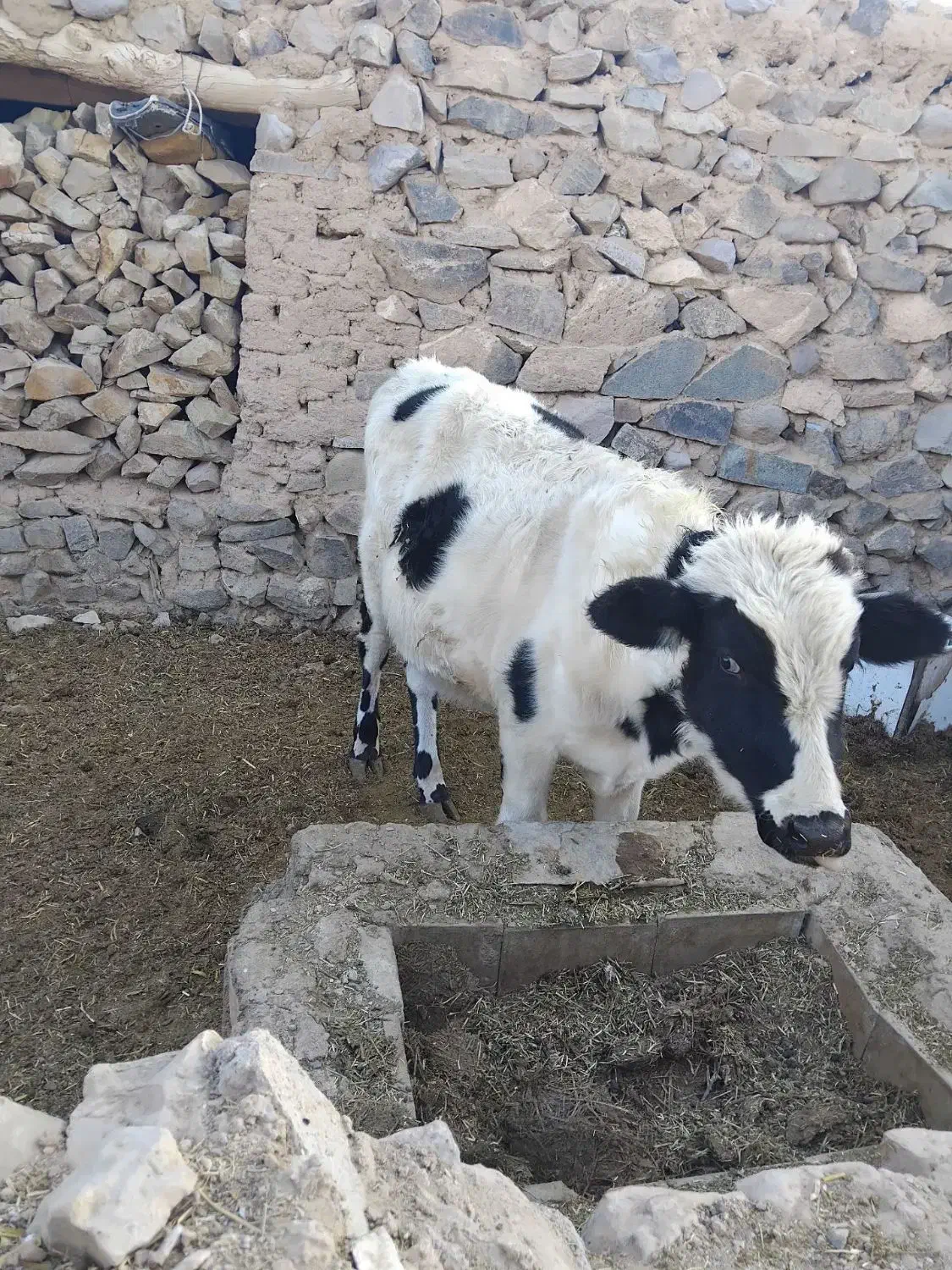 گاو دوغلوزا|حیوانات مزرعه|قهستان, |دیوار