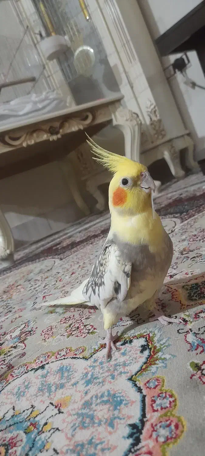 عروس هلندی نروماده|پرنده|قدس, شهرقدس|دیوار