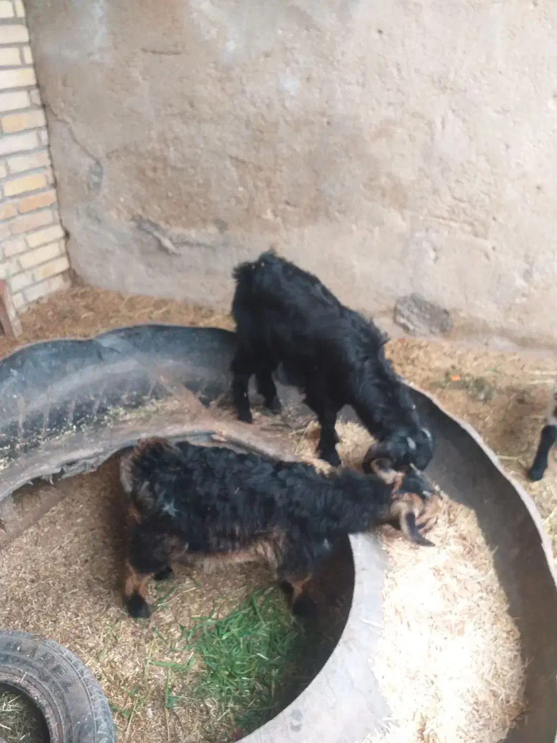 بز‌ماده|حیوانات مزرعه|شادگان, |دیوار