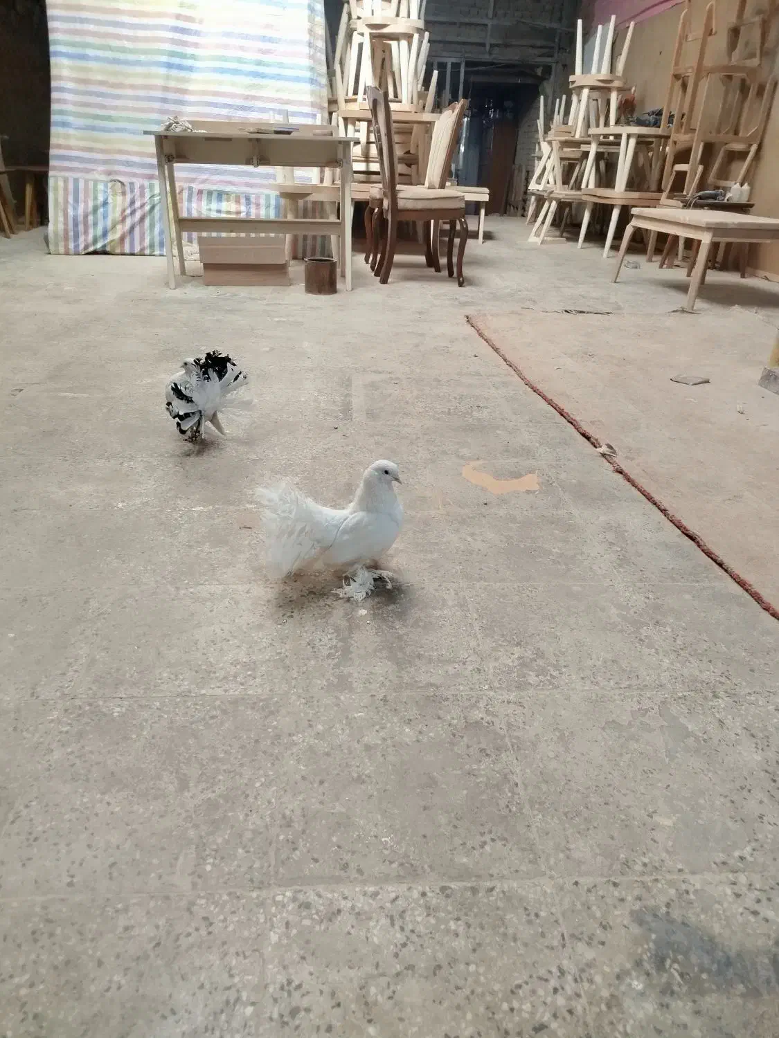 کفتر دمچتری|پرنده|ملایر, |دیوار