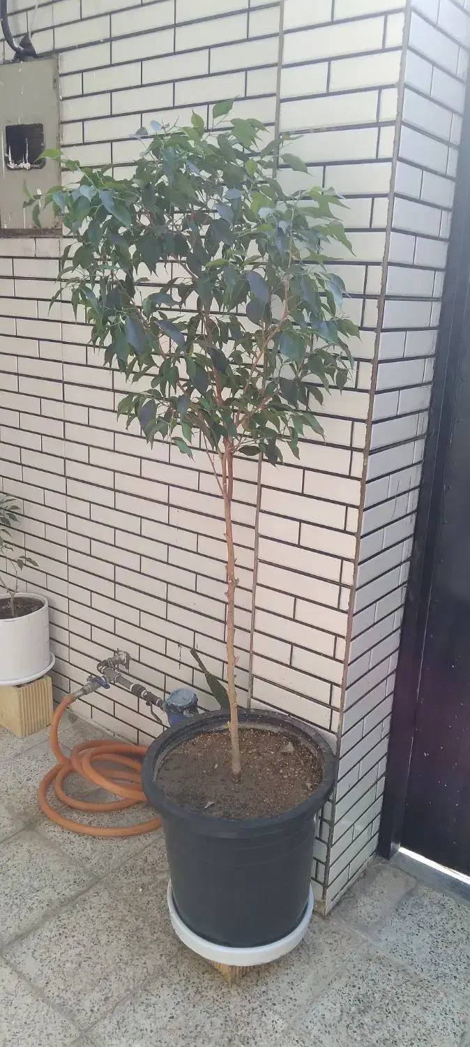 گیاه بنجامین|گل و گیاه طبیعی|مسجد سلیمان, |دیوار