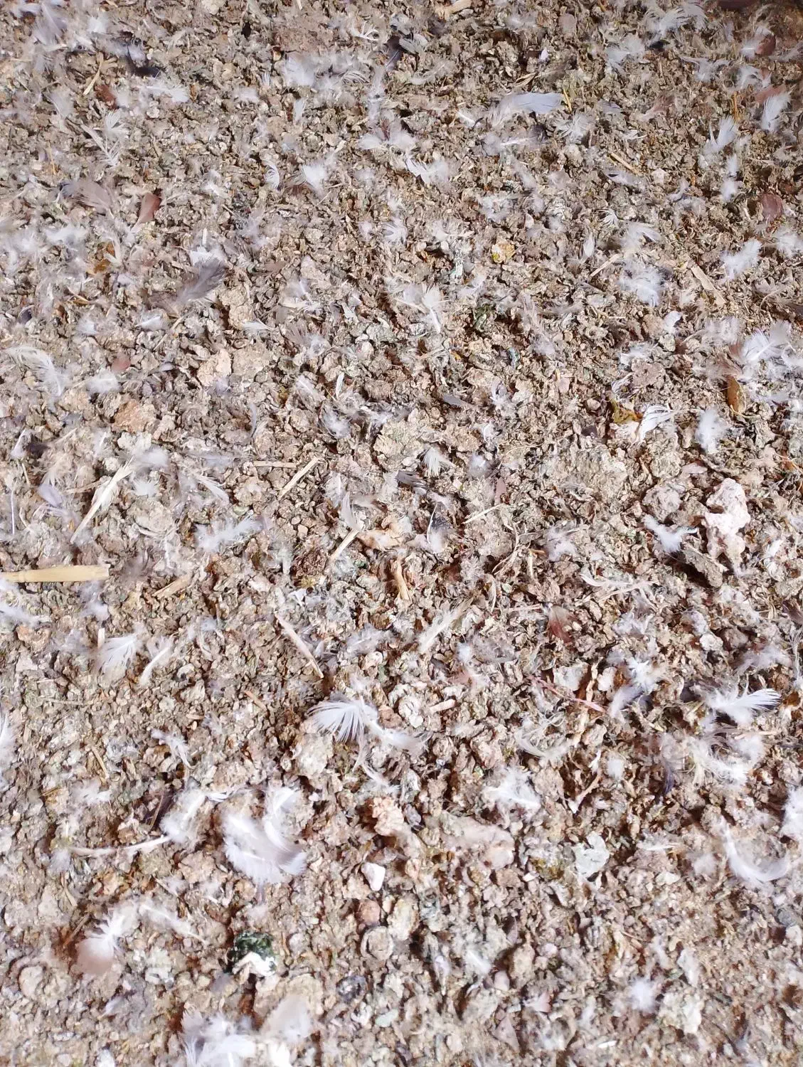 لباس طرح کفتر|گل و گیاه طبیعی|گناباد, |دیوار