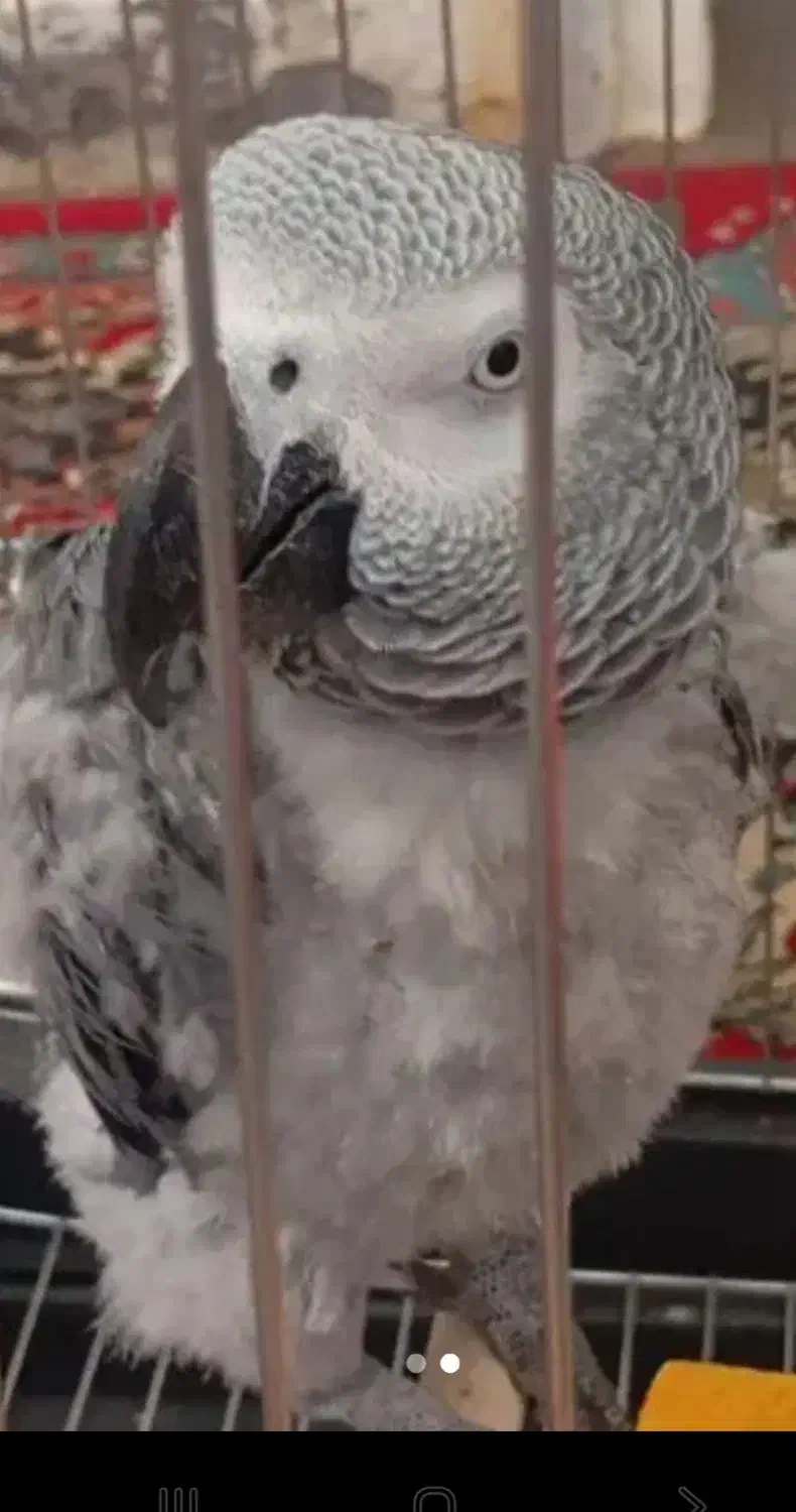 کاسکو نر|پرنده|سیرجان, |دیوار