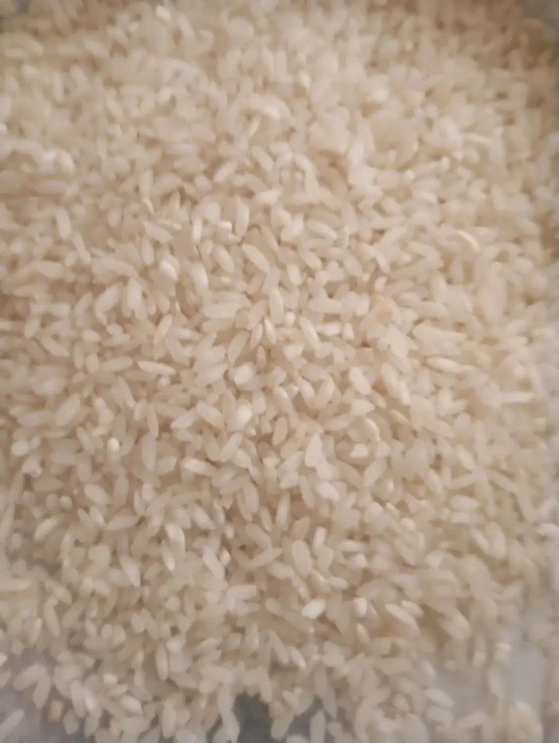 برنج چمپه کیلو ۲۶۰۰۰۰تومان|خوردنی و آشامیدنی|مرودشت, ثبت احوال|دیوار