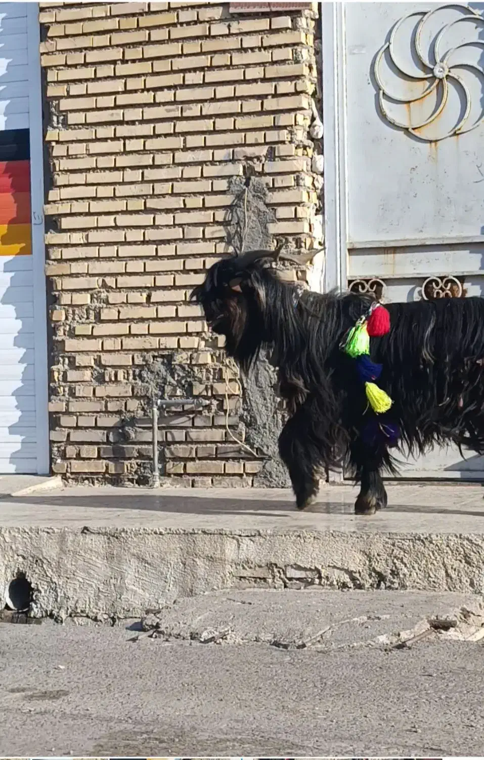 تیشتر نر|حیوانات مزرعه|شوشتر, |دیوار