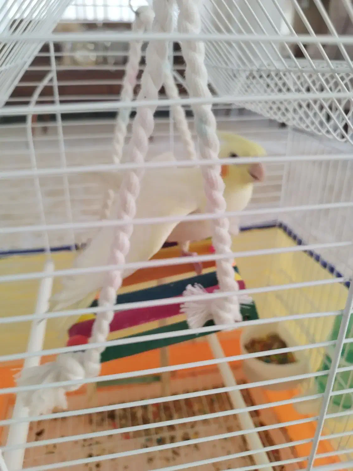 عروس هلندی نر|پرنده|دورود, |دیوار