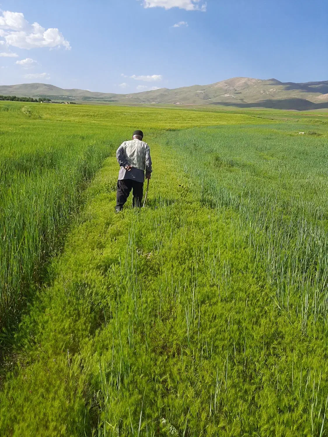 زمین دیم کشاورزی|فروش دفتر صنعتی، کشاورزی، تجاری|نهاوند, |دیوار