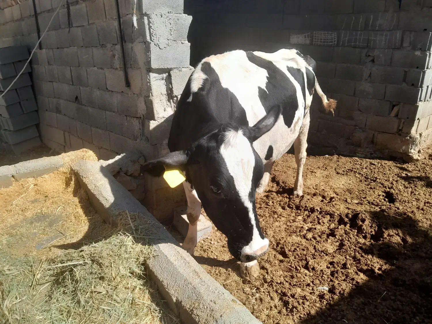 گاو وگوساله نر|حیوانات مزرعه|فلارد, |دیوار