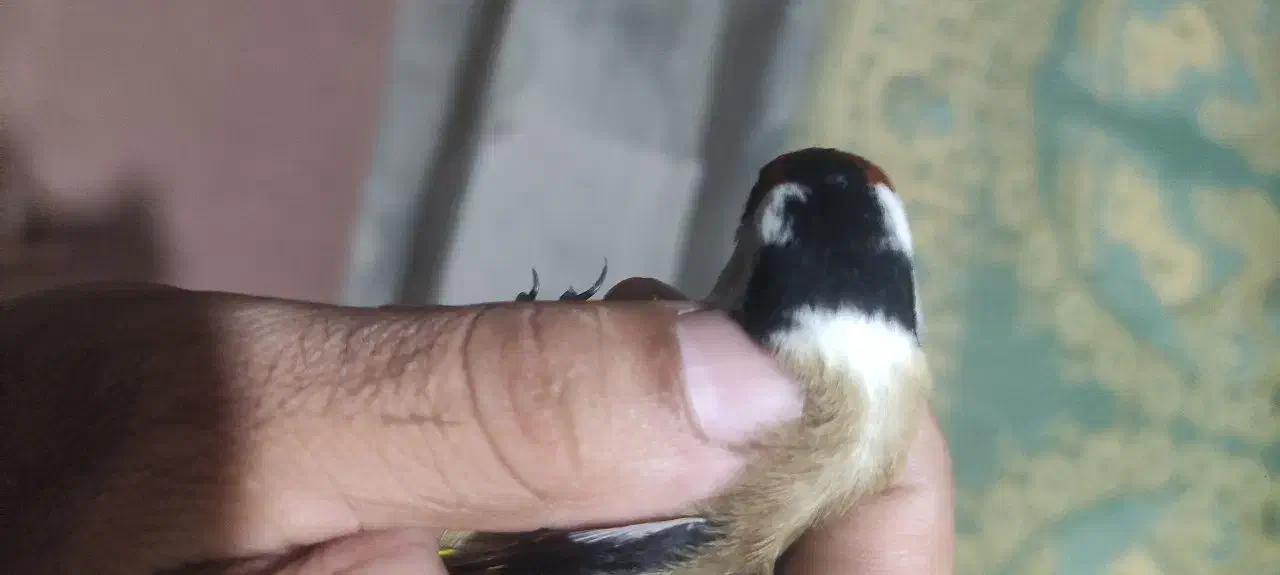 سهره|پرنده|تهران, منیریه|دیوار