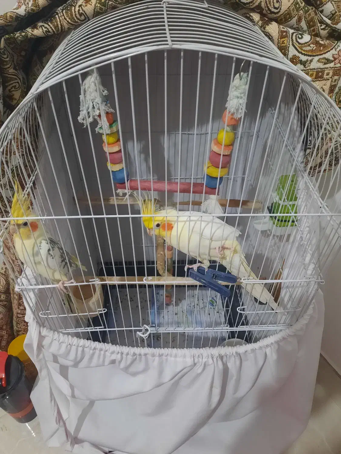 عروس هلندی|پرنده|رشت, معلم|دیوار