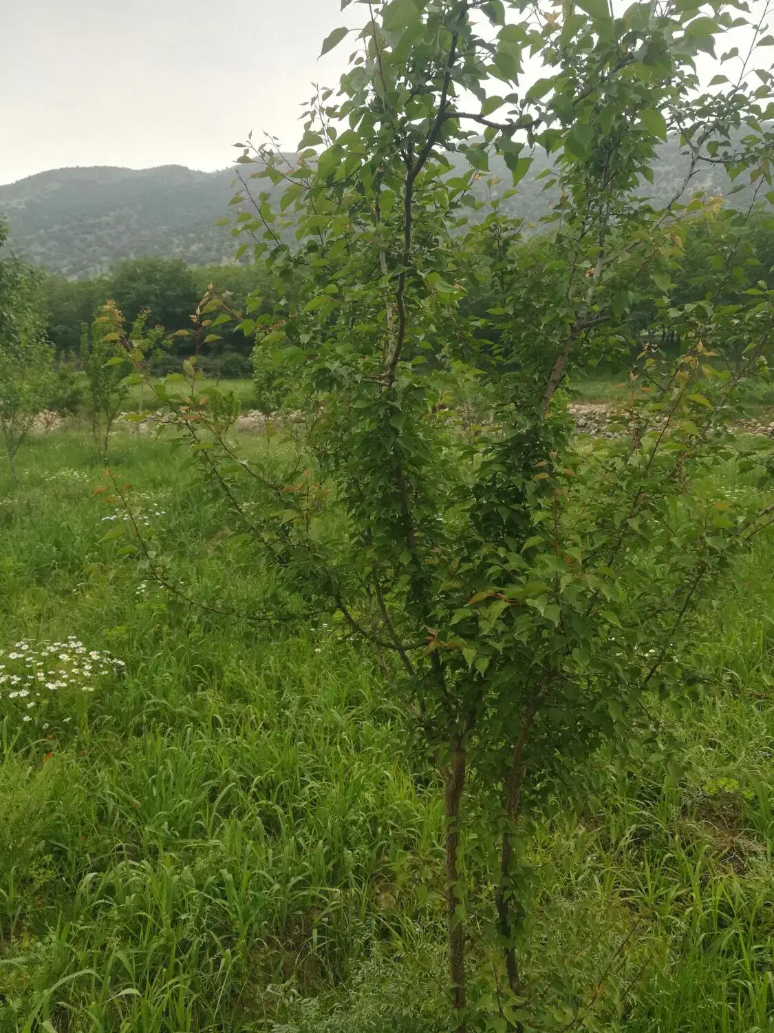 فروش زمین کشاورزی(باغ)|فروش دفتر صنعتی، کشاورزی، تجاری|ایوان, |دیوار