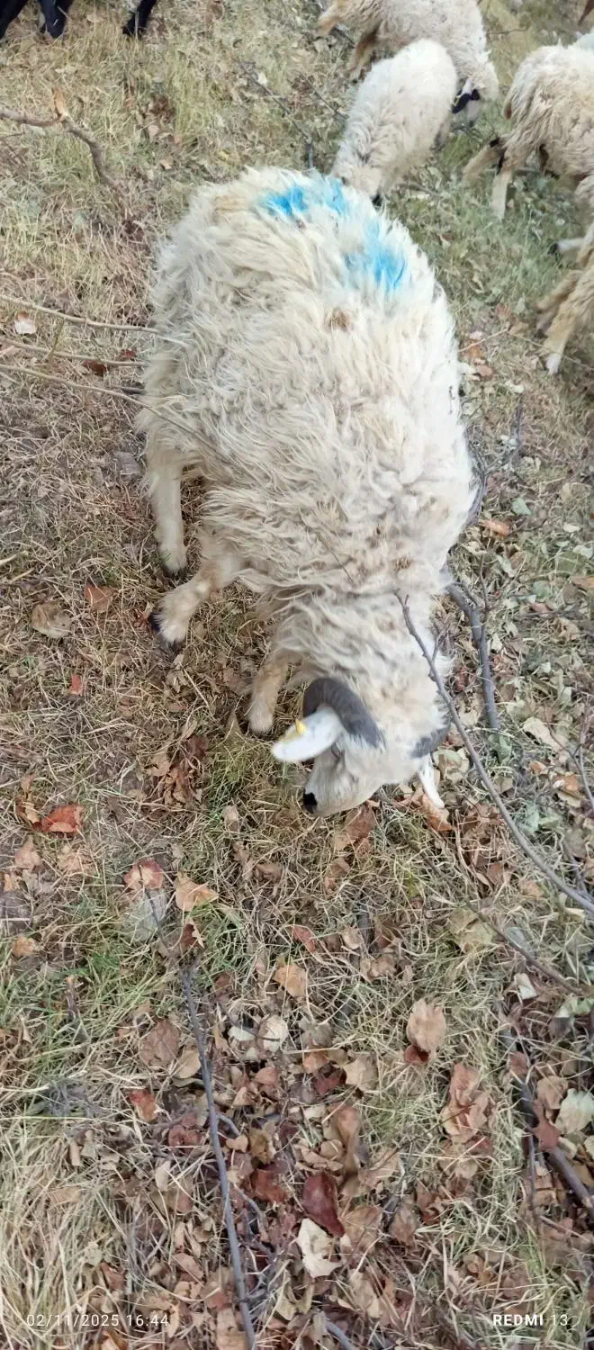 گوسفند میش و بره|حیوانات مزرعه|رابر, |دیوار