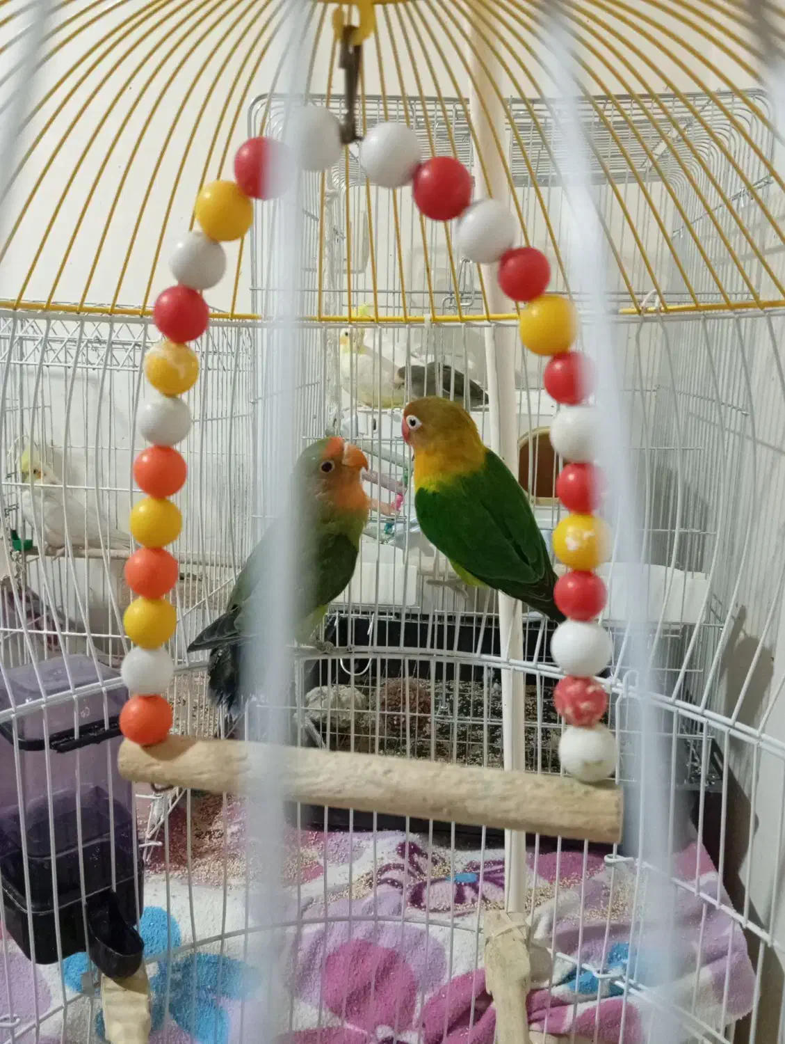 فروش طوطی تک و عروس تک نر|پرنده|شیراز, شهرک صدا و سیما|دیوار