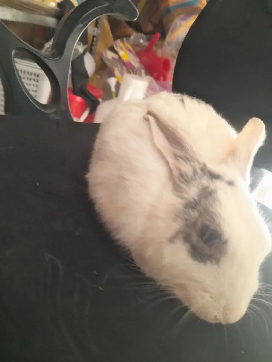 خرگوش|موش و خرگوش|اهر, |دیوار