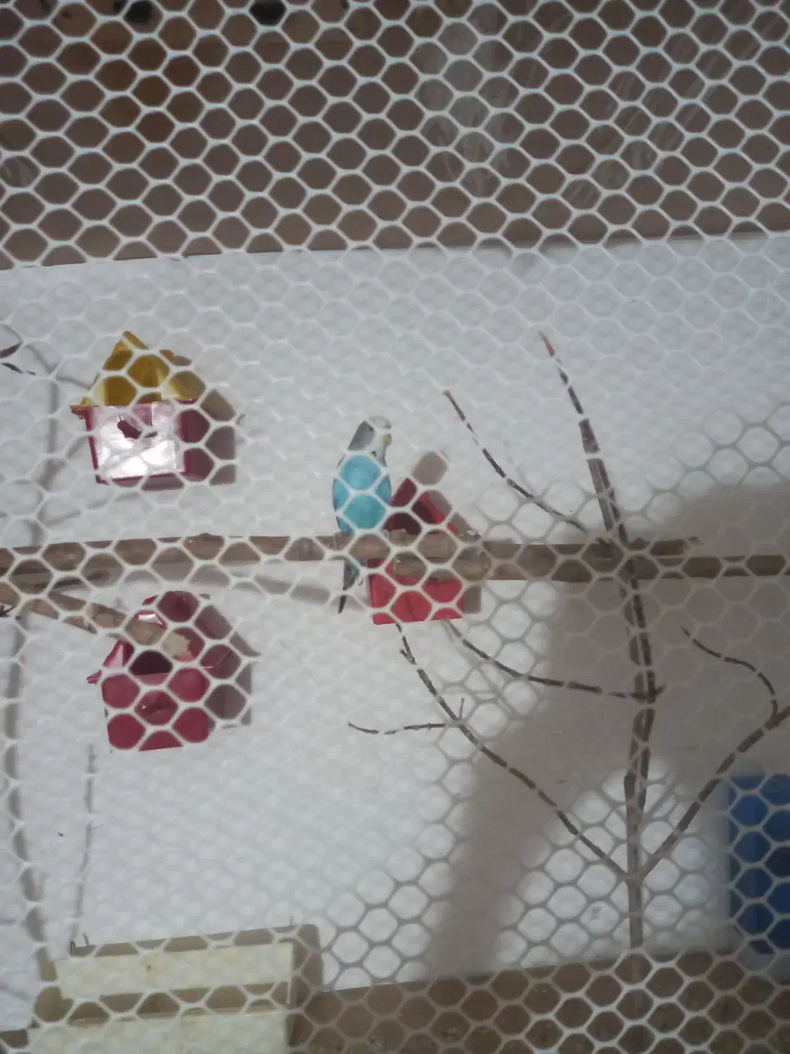 مرغ عشق و فنچ حراج|پرنده|شیراز, شهرک سراج‎|دیوار