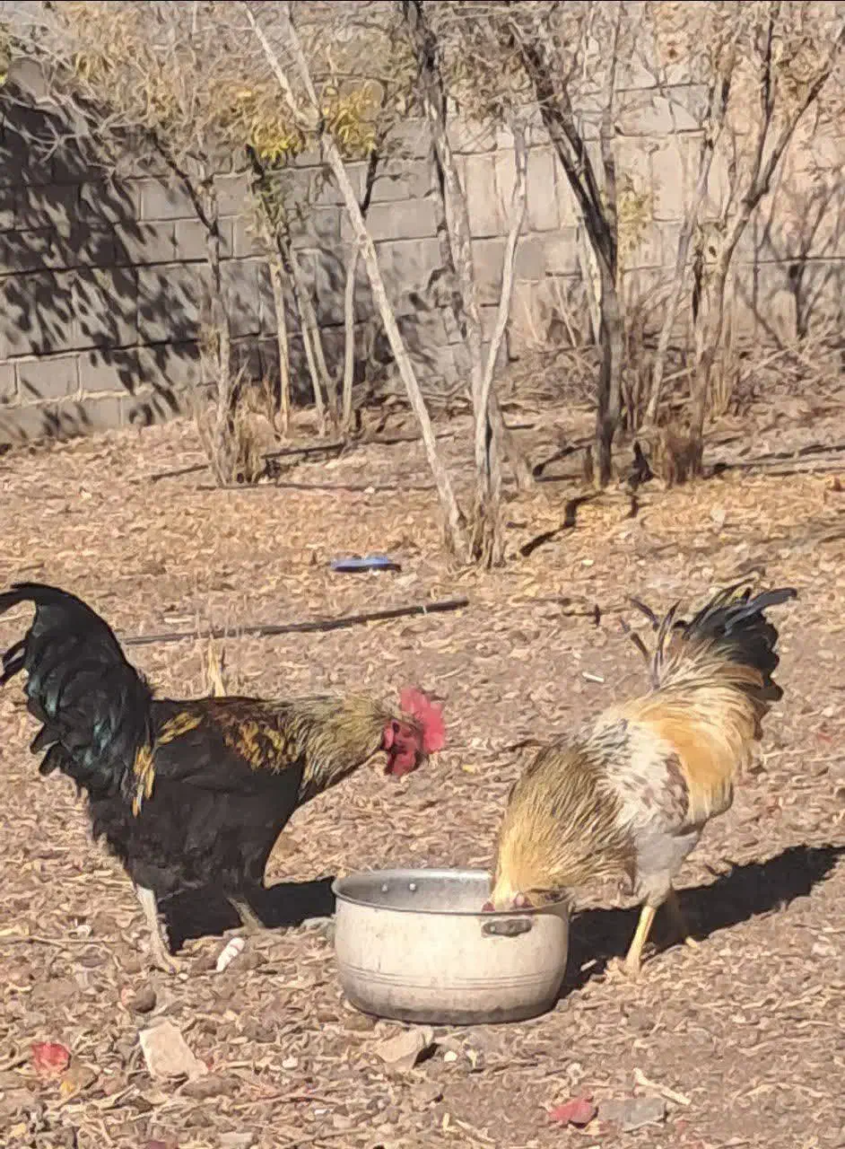 خروس|حیوانات مزرعه|فردوس (خراسان), |دیوار