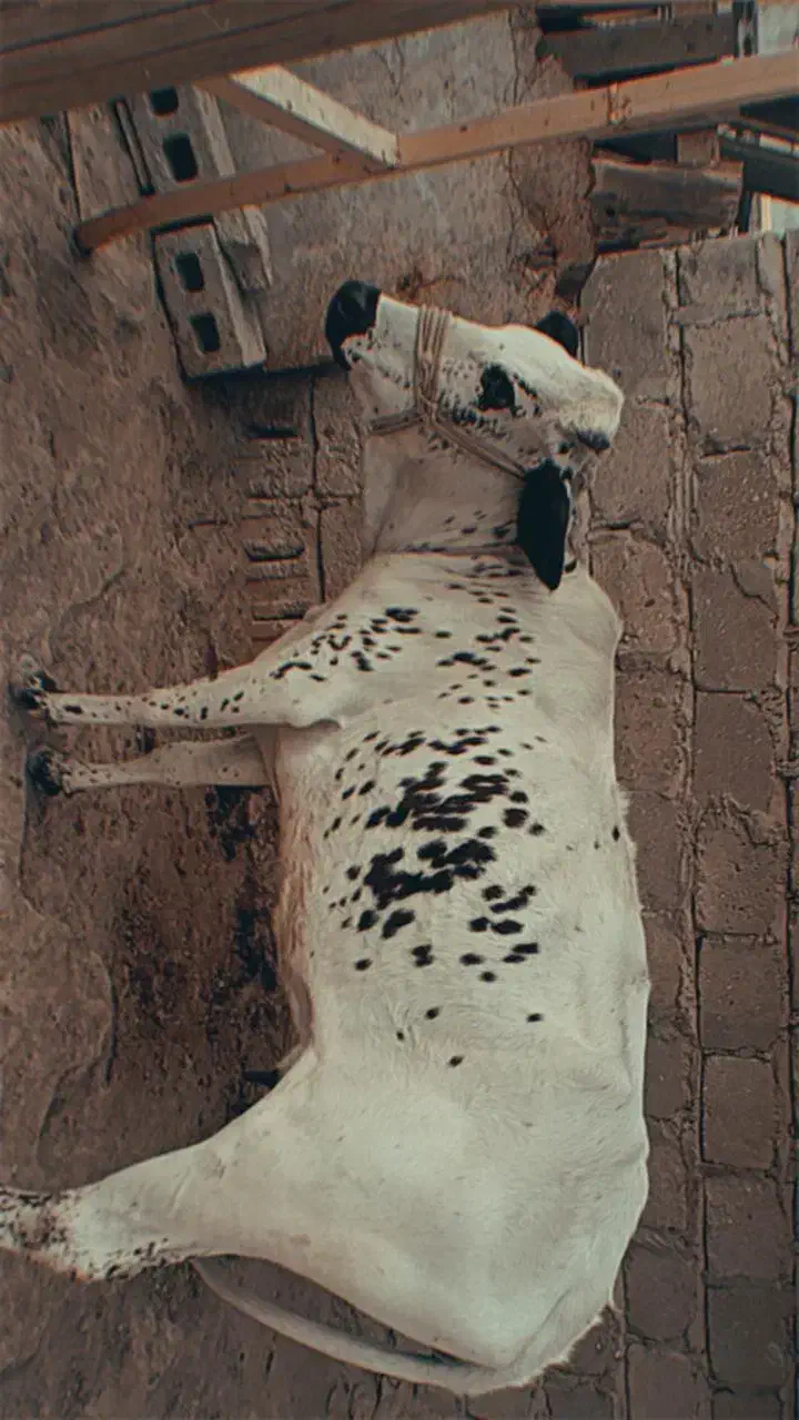 یک گاو ماده و یک گوساله نر قیمت توافقی|حیوانات مزرعه|قشم, |دیوار