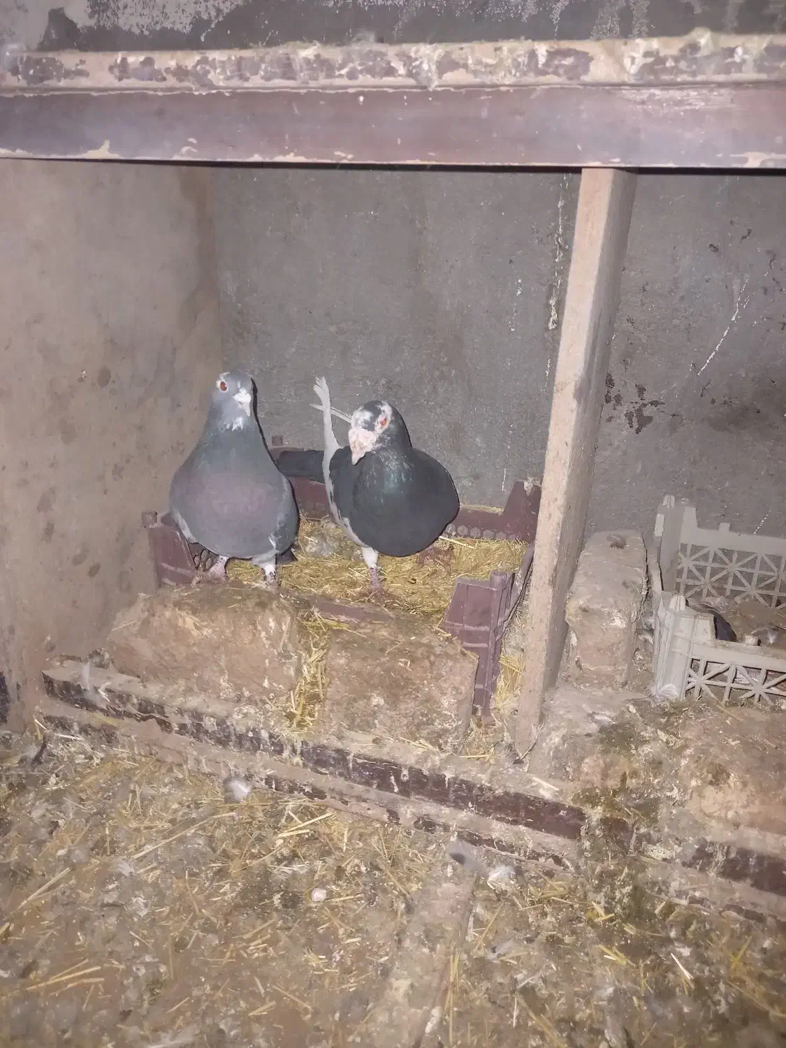 کبوتر همه مدل|پرنده|قائن, |دیوار