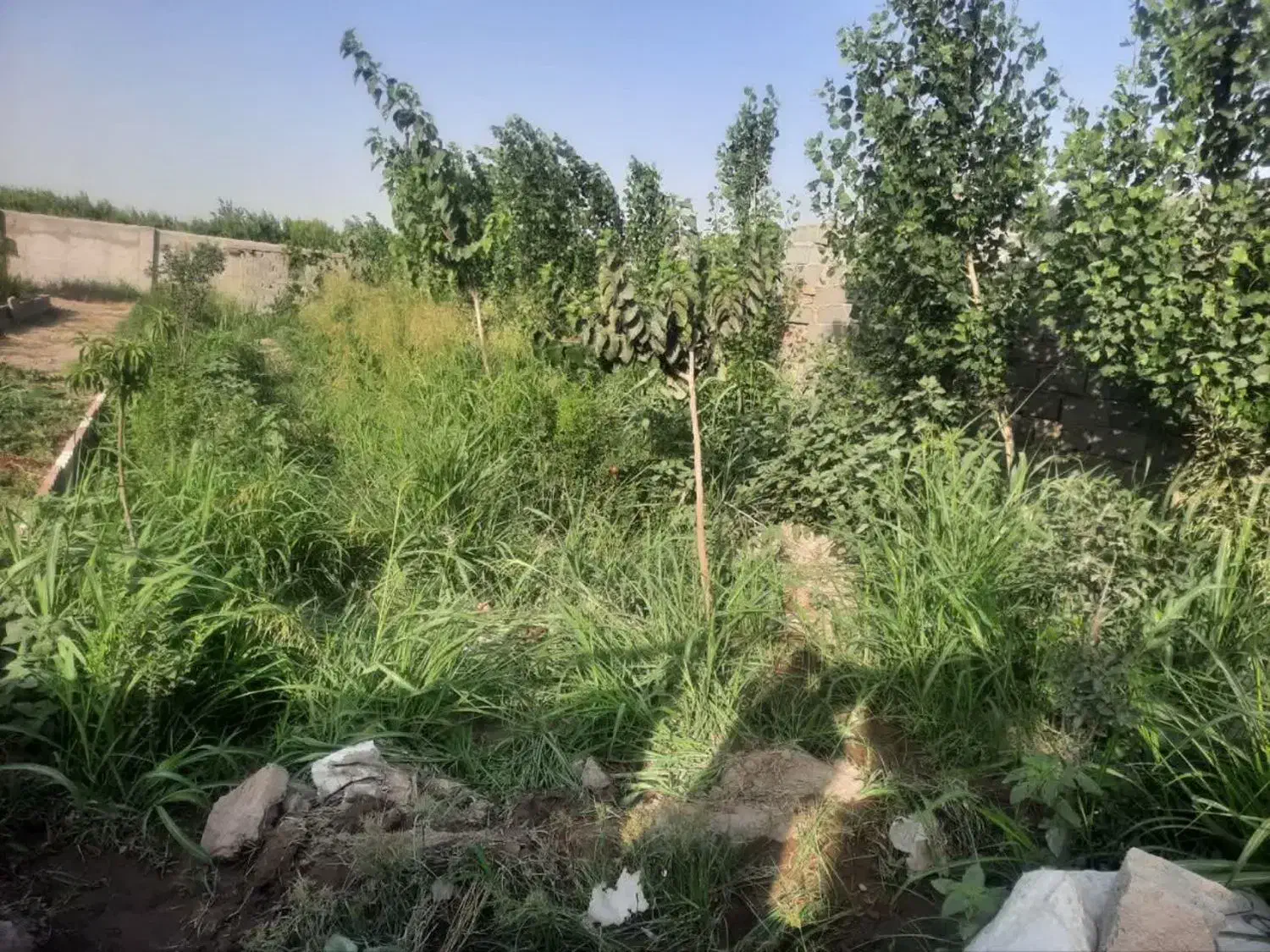 باغچه 700متری قابل معاوضه|فروش دفتر صنعتی، کشاورزی، تجاری|باغستان, |دیوار