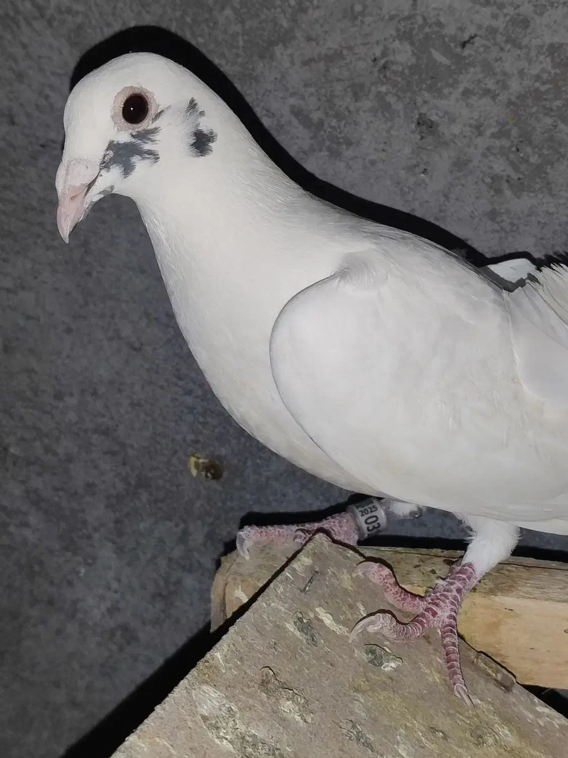 کفتر گم شده|پرنده|شیراز, محمودآباد|دیوار