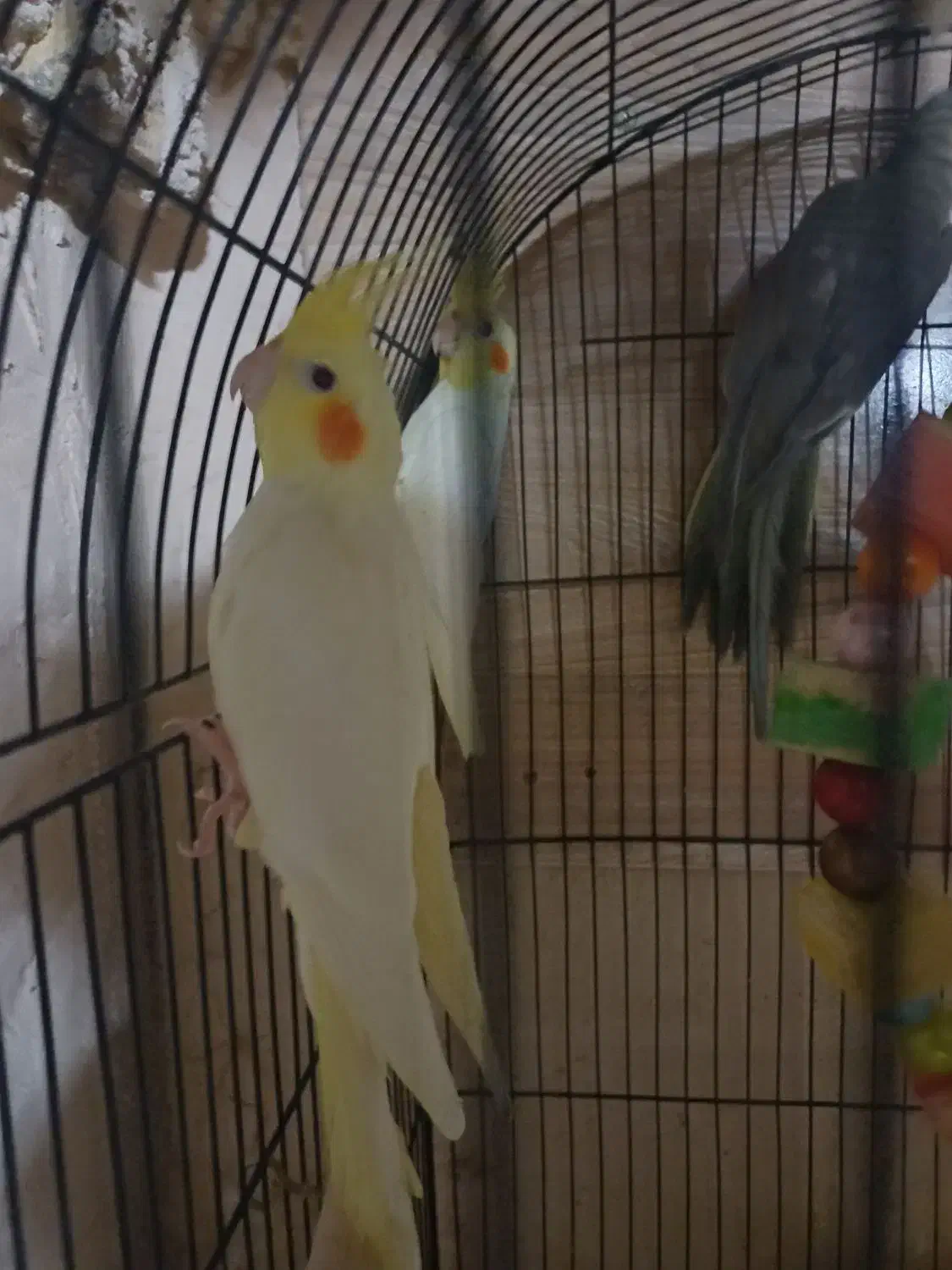 عروس هلندی دستی|پرنده|طرقبه, |دیوار