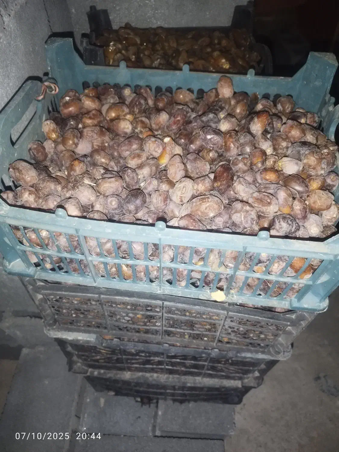 خرما شونی و... فروش خرما خفر|خوردنی و آشامیدنی|خفر, |دیوار