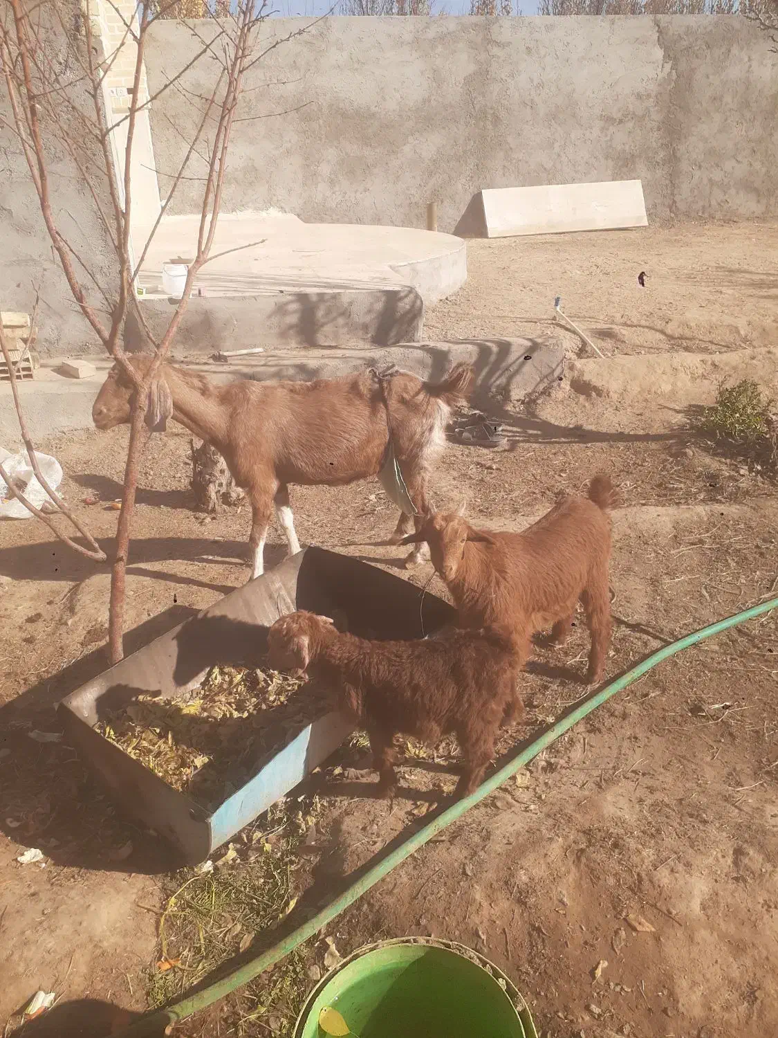 بزوکره دورگ|حیوانات مزرعه|مهریز, |دیوار