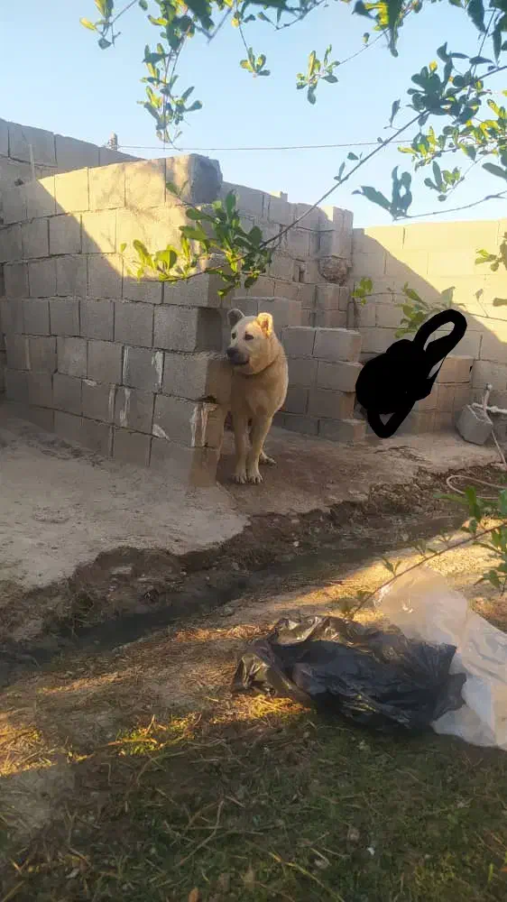 واگذاری سگ سرابی|سگ|بندر ماهشهر, |دیوار