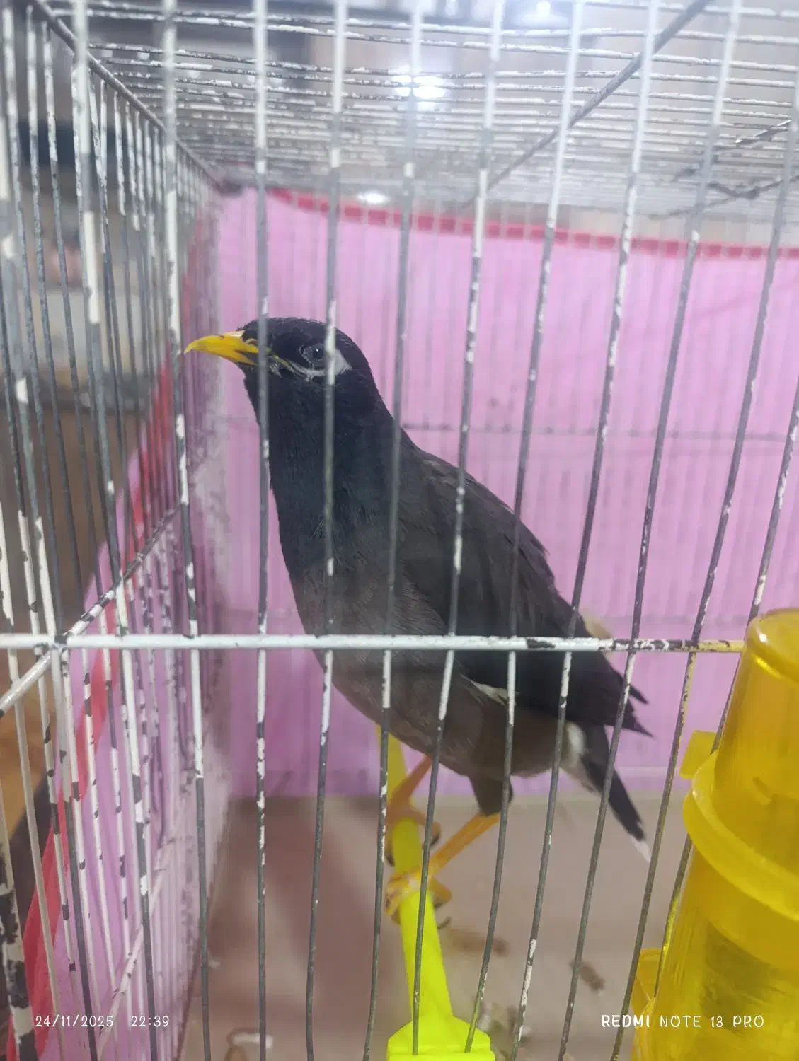 مینا فروشی|پرنده|تربت‌حیدریه, دیزقند|دیوار