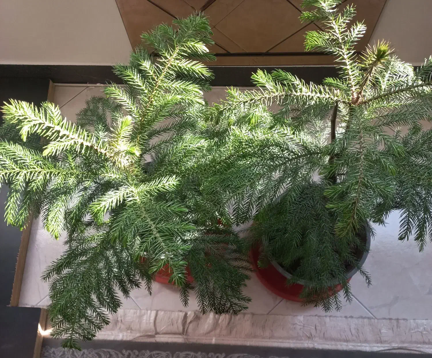 گلدان های گل|گل و گیاه طبیعی|اسلام‌شهر, شهرک مفیدی|دیوار