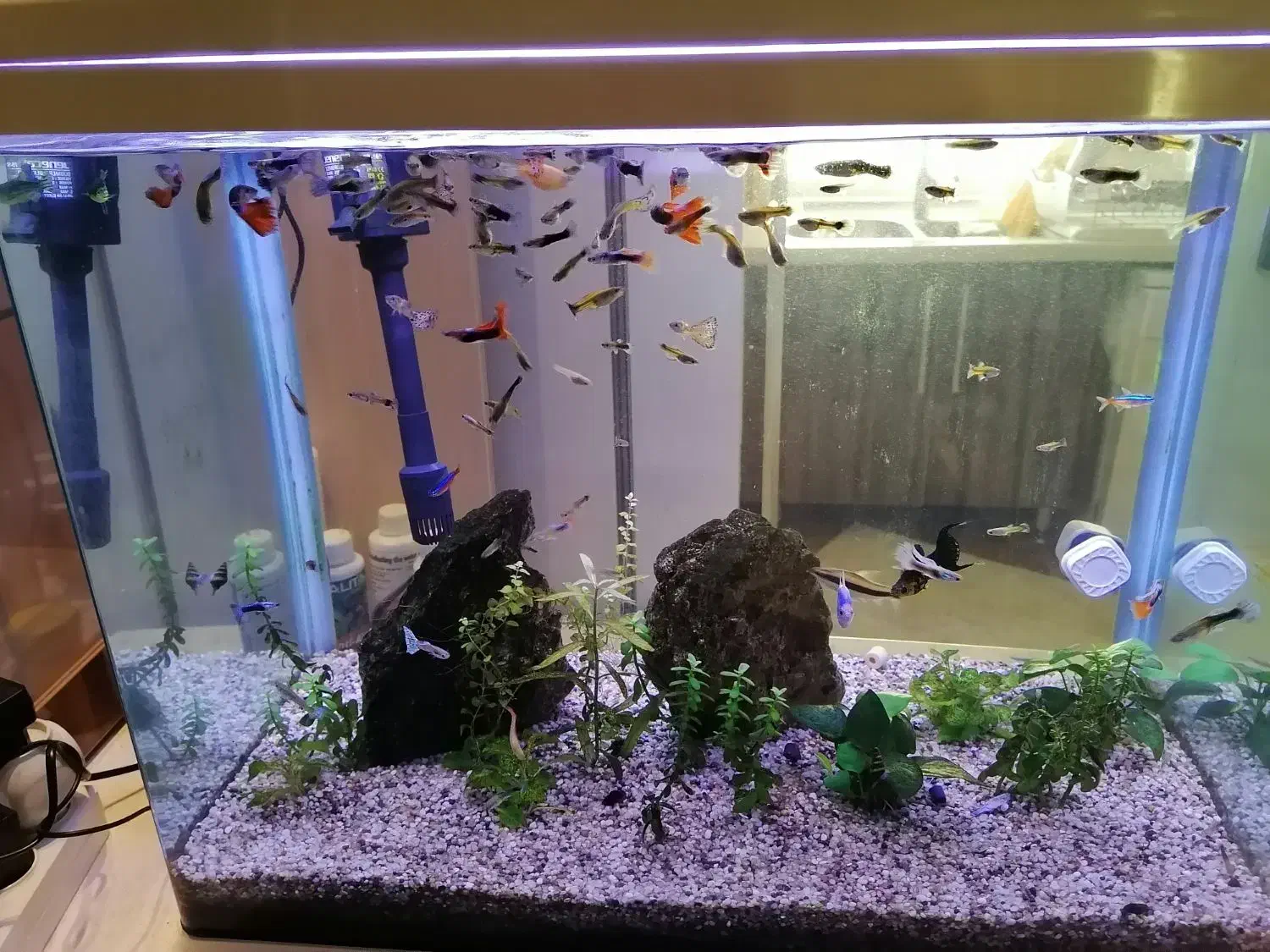 آکواریوم 120 لیتری با ماهی و گیاه طبیعی|ماهی|تهران, پونک|دیوار