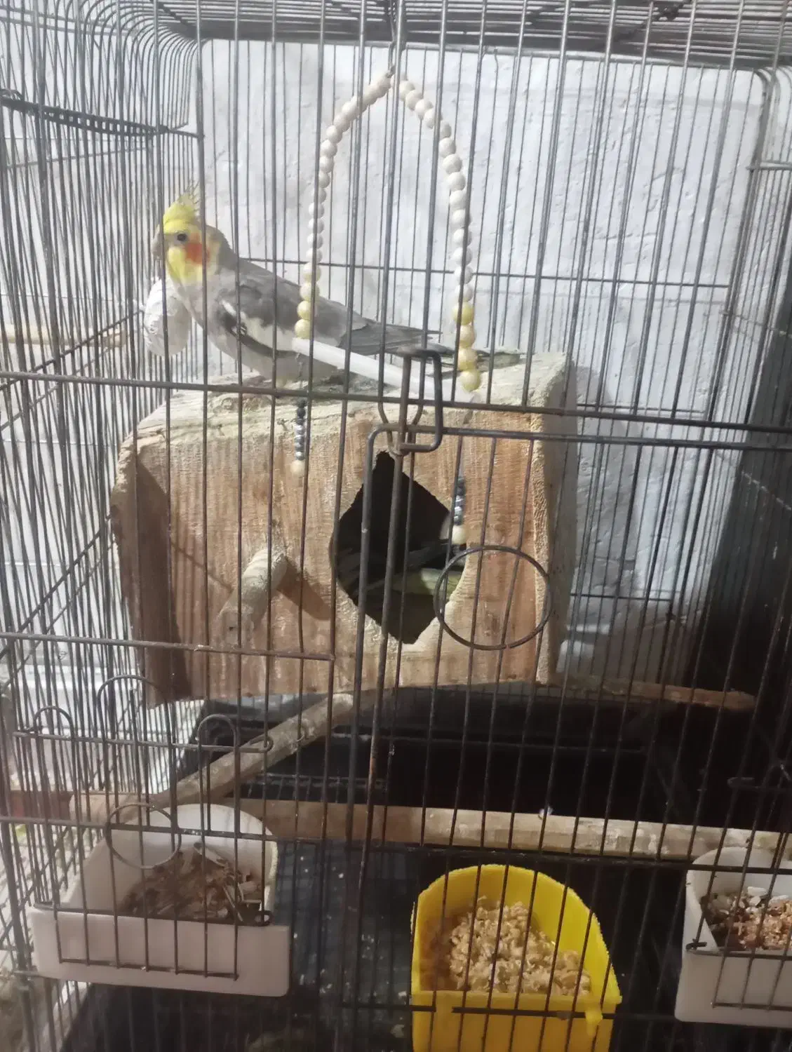 عروس هلندی|پرنده|لولمان, |دیوار