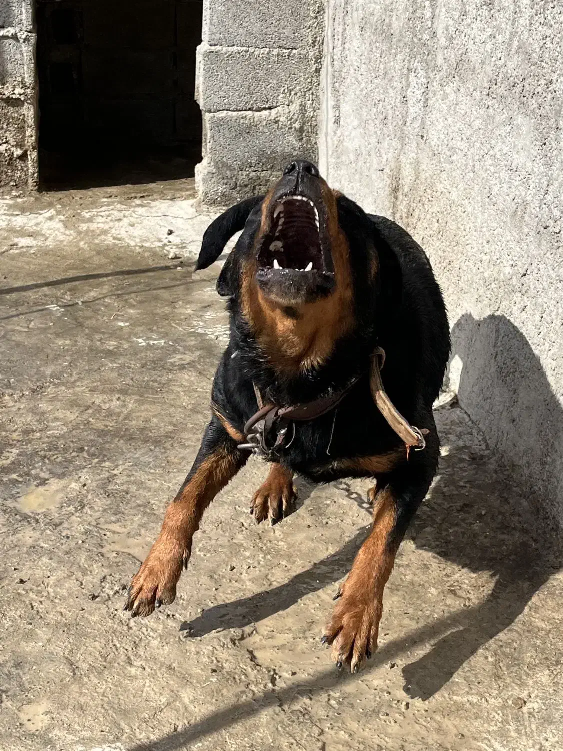 روتوایلر نگهبان|سگ|شهریار, اصیل آباد|دیوار