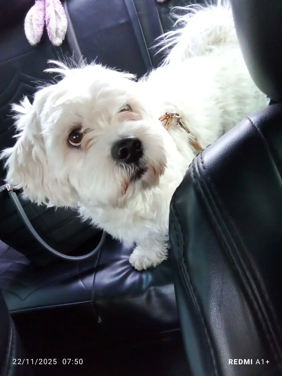 واگذاری سگ تریر یک ساله|سگ|پاکدشت, پاکدشت (مامازند)|دیوار