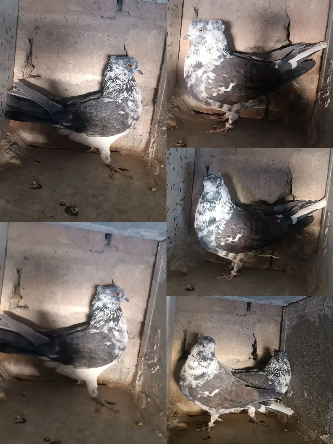 کفتر پرشی|پرنده|قم, حنیف نژاد|دیوار