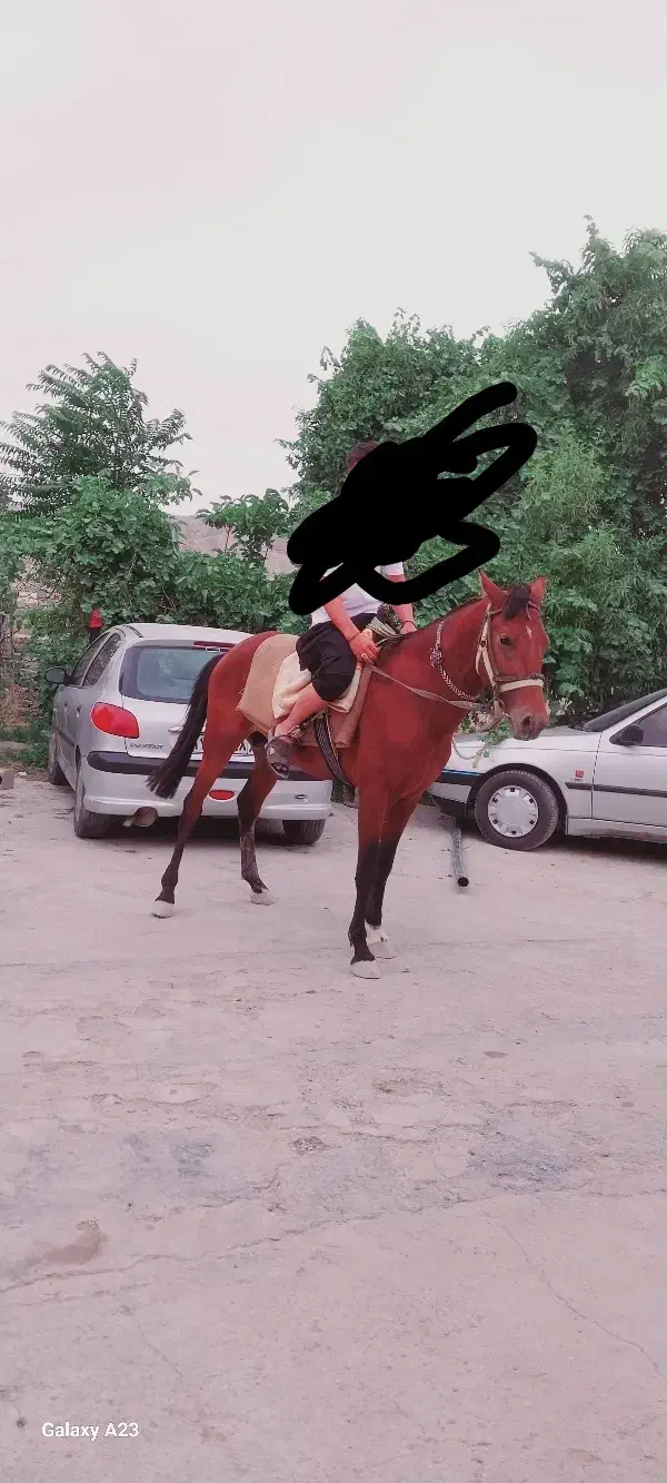 مرد یاشار|اسب و تجهیزات اسب‌سواری|آشخانه, |دیوار