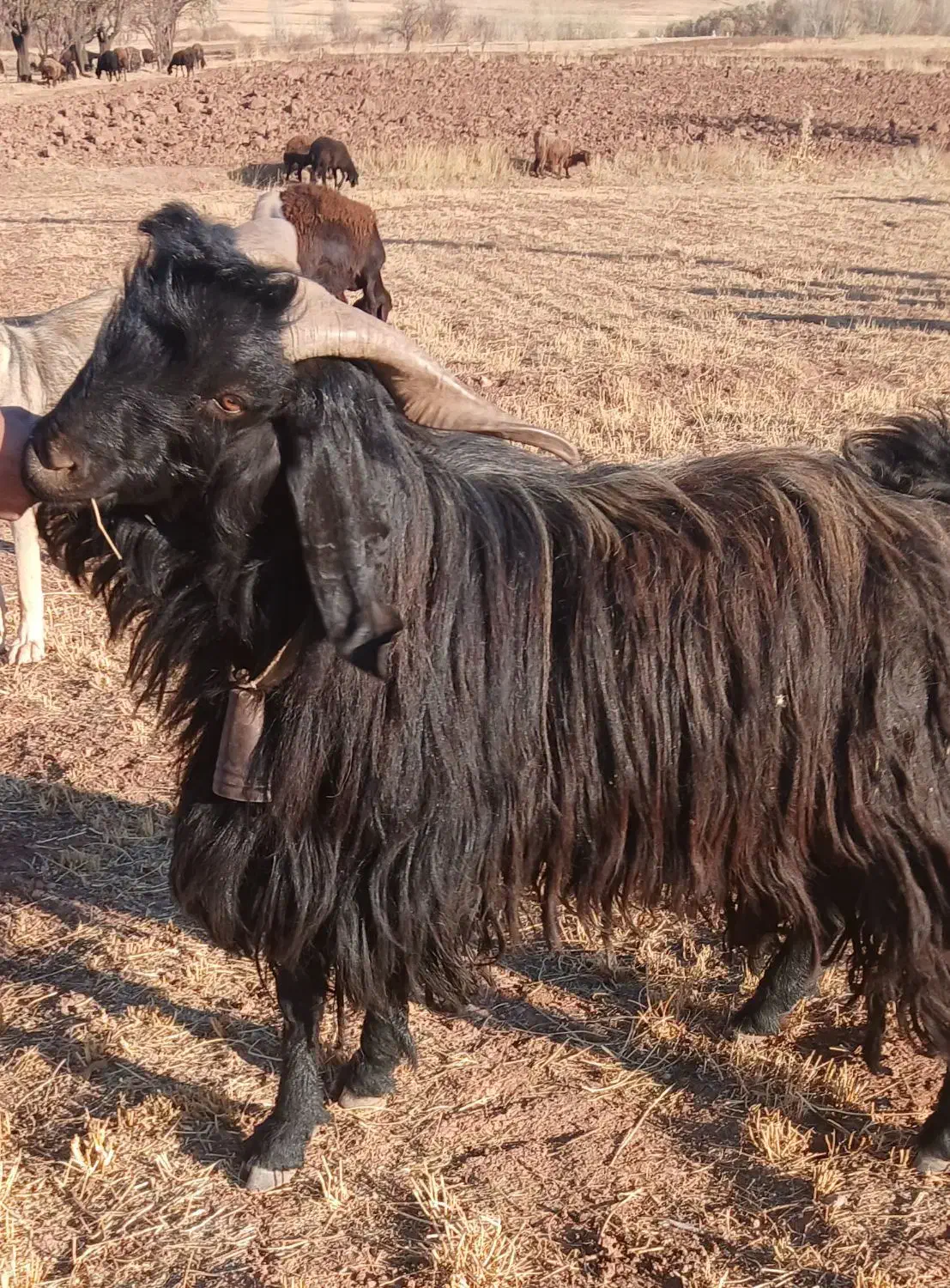 بزنر پاکستانی|حیوانات مزرعه|ابهر, |دیوار