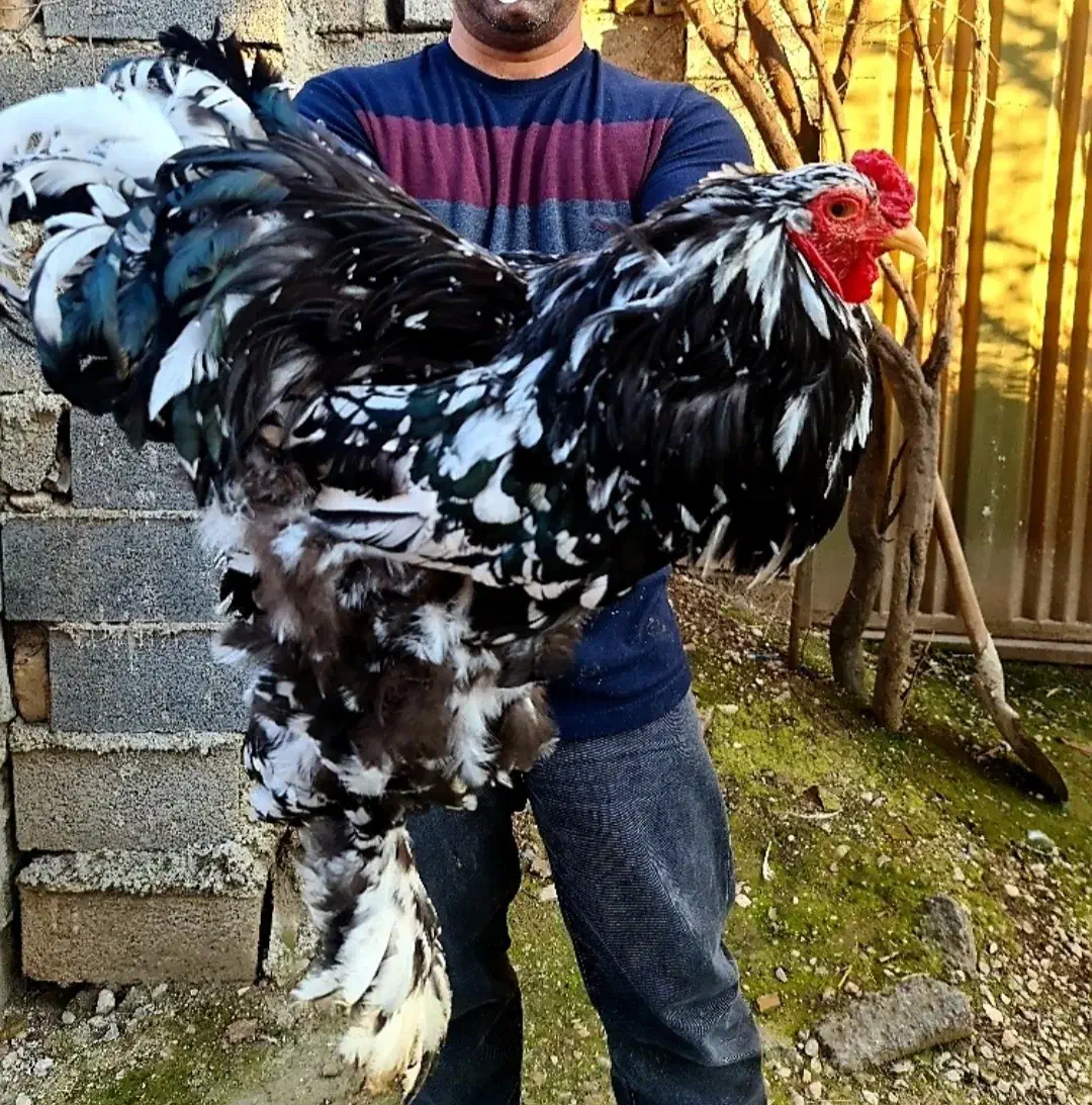 فروش جوجه برهمای بلک متلد|حیوانات مزرعه|سورک, |دیوار