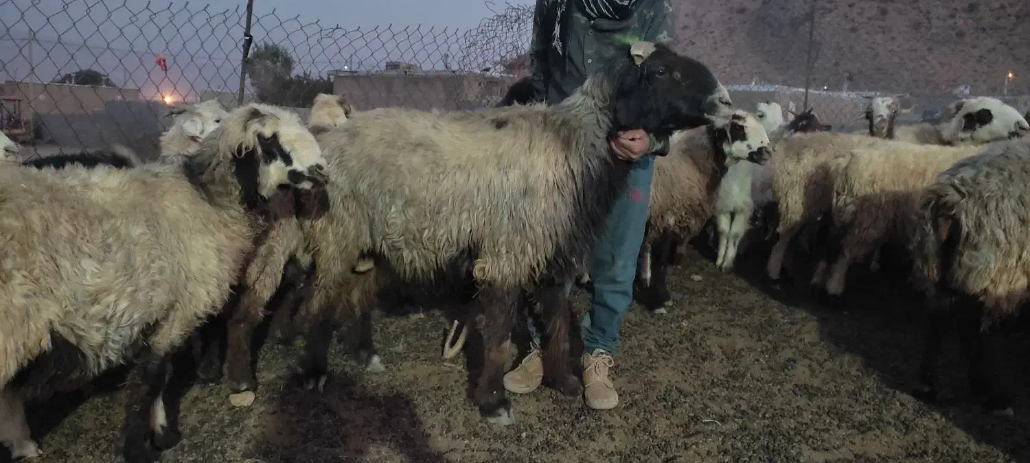 فروش قوچ|حیوانات مزرعه|سده (فارس), |دیوار